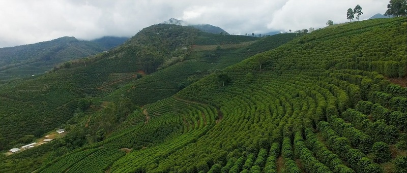 A imagem mostra um vasto campo de produção de café sobre as montanhas mineiras. 